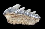 Fossil Cow Shark (Notorynchus) Tooth - Maryland #31051-1